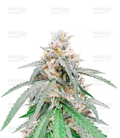 Green Crack Punch (Green Punch) feminized seeds