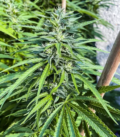 Semi femminizzati Kali Banner (AlphaFem Seeds)