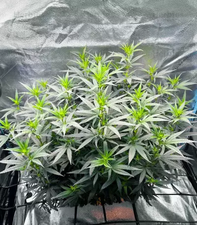 Keepers OG Seeds (Seedkeepers)