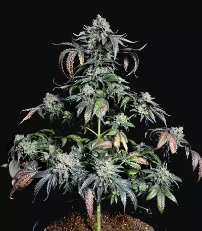 Kush Mintz Seeds (Barney’s Farm)