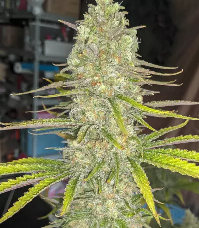 Monster Gelato feminized seeds (Monster Genetics)