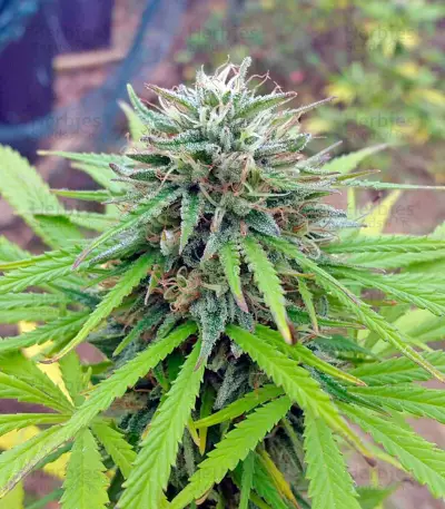 Northern Lights Seeds (Nirvana Seeds)