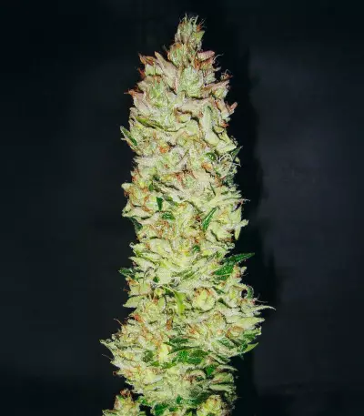 Northern Lights X Skunk #1 Seeds