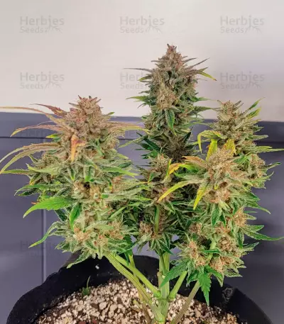 Orange Apricot Glue XL Auto Feminized Seeds (Sweet Seeds)