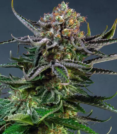 Orange Sherbert Seeds