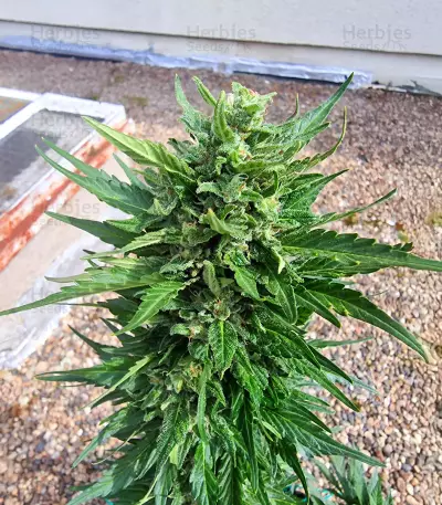 Papaya Cookies Auto Seeds