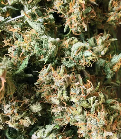 Runtz XL Auto Feminized Seeds (Sweet Seeds)