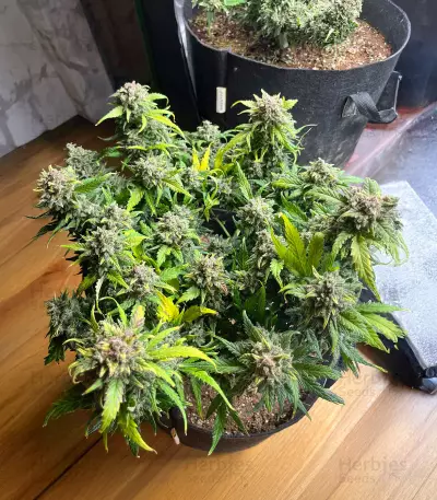 Sour Diesel Autoflower (Seedkeepers)