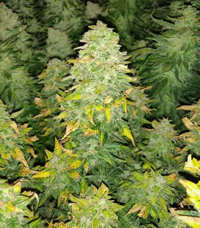 Graines féminisées de Sour Diesel (Barney's Farm)