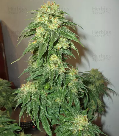 Sour Lemon OG Seeds (Emerald Triangle Seeds)