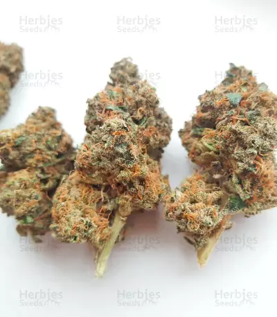 Sticky Sherbert GG Seeds (Seedkeepers)