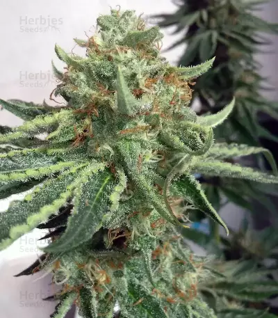Alien Gorilla feminized seeds (Original Sensible Seeds)