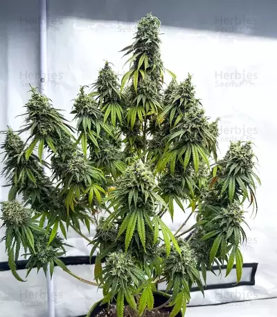 Apple Fritter (Barney's Farm)