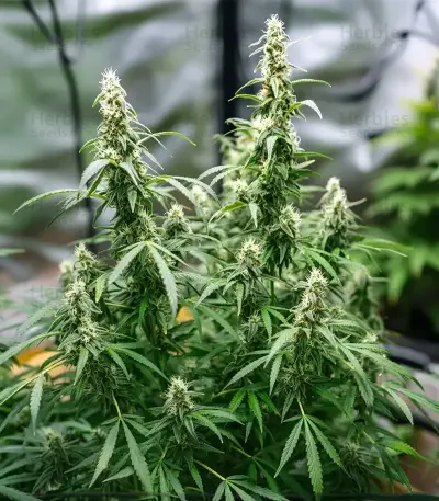 Auto Bubble Gum XXL semi femminizzati