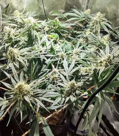 Blackberry Gum Seeds