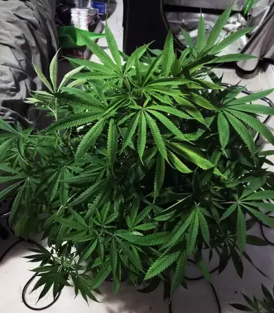 Blue Dream Seeds (Blimburn Seeds)