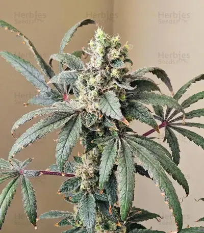 Blue Dream Seeds