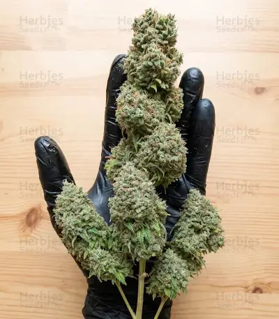 Blue Haze x Gelato 41 Auto Seeds