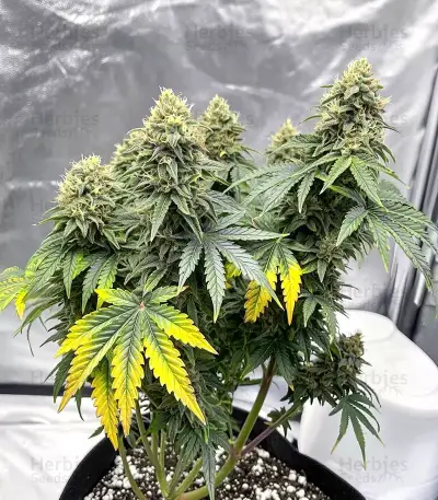 Cheese Seeds