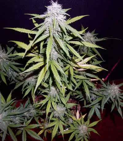 Cherry Bomb (Bomb Seeds)