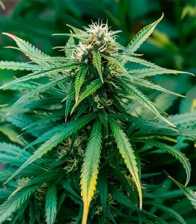 Creeper Auto Seeds