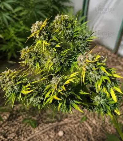 Do-Si-Dos Auto Seeds (Royal Queen Seeds)