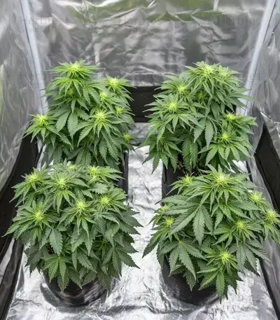 Dos Si Dos Auto Seeds