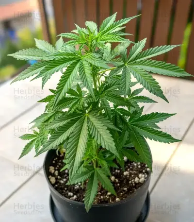 Easy Bud Auto (RQS) Cannabis-Samen