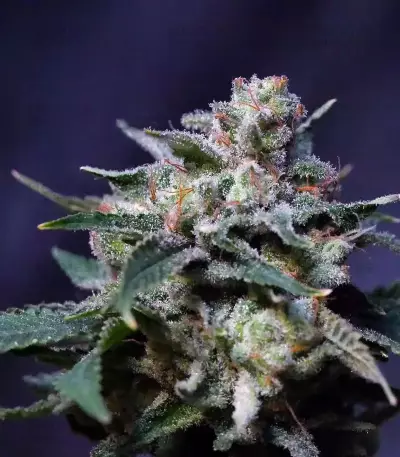 El Fuego Auto feminized seeds