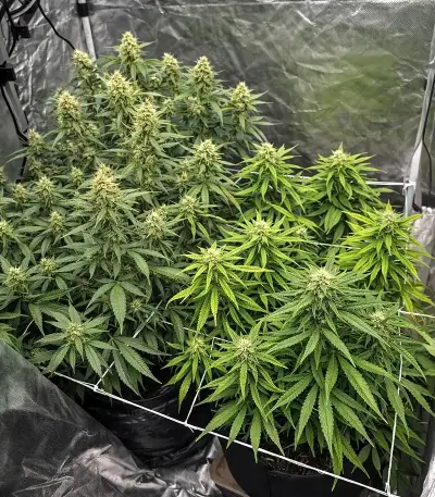 Gelato #33 Fast feminized seeds