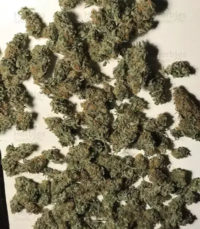 GG#4 Original Glue Seeds (Original Sensible Seeds)