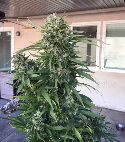 Grandaddy Purple