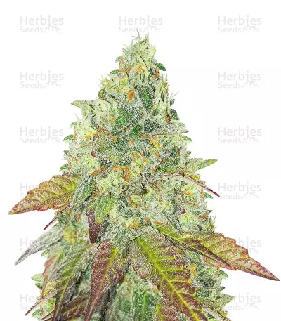 Grandaddy Purple Fast Version Feminized Seeds (Herbies Seeds USA)