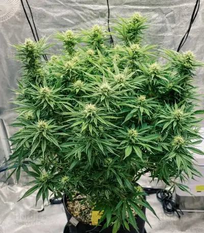 Mamba Negra / Black Mamba feminized seeds
