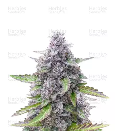 Semillas Feminizadas Mimosa Automatic (Royal Queen Seeds)