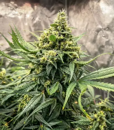 Mimosa Punch Auto Seeds