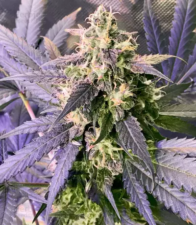 Northern Haze Express Auto feminized seeds