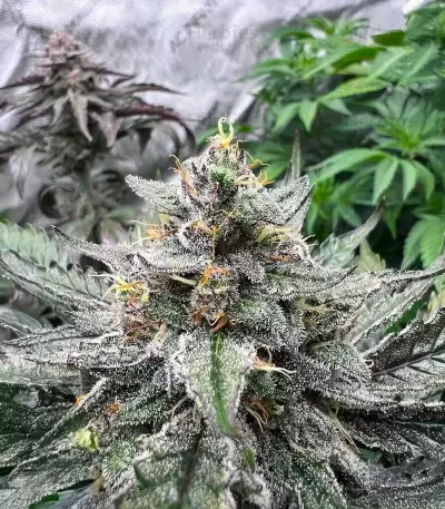 OG Kush Auto (Ethos Genetics)