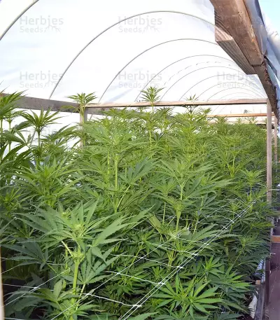 Graines de cannabis Panama x Bangi Haze (Ace Seeds)