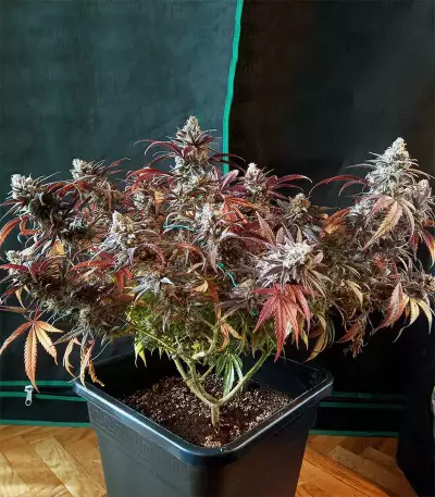 Peyote Critical (Barney's Farm) Cannabis-Samen