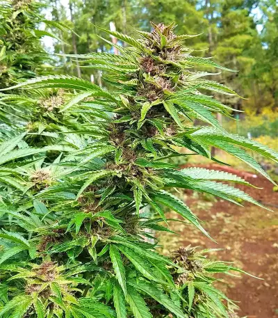 Pure Kush Seeds (Original Sensible Seeds)