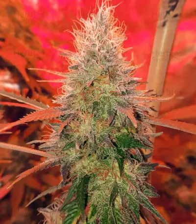 Purple Wreck (Reserva Privada)