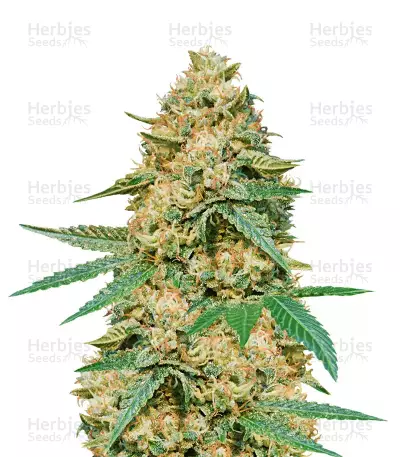 Silver LA (DNA Genetics)