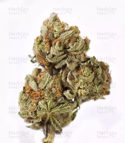 Graines de cannabis Tangie (Big Head Seeds)