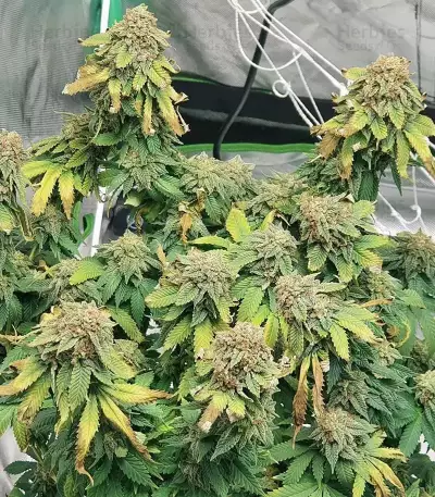 Watermelon Z (Barney's Farm)