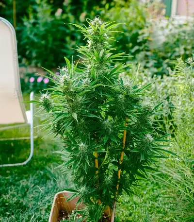 White Diesel Haze Automatic Seeds