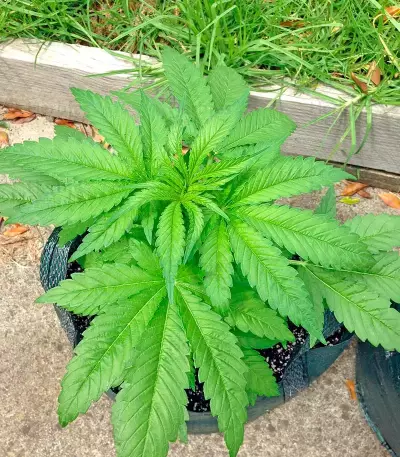 Graines de cannabis White Widow regular (Nirvana Seeds)
