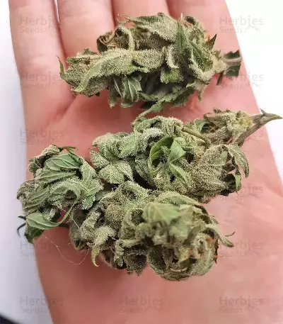 White Widow feminized seeds (Seedstockers)