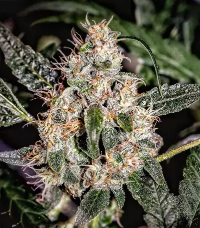 Sugar Bomb Punch feminized seeds