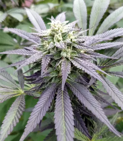 Graines de cannabis Sugar Breath (Humboldt Seeds Organization)